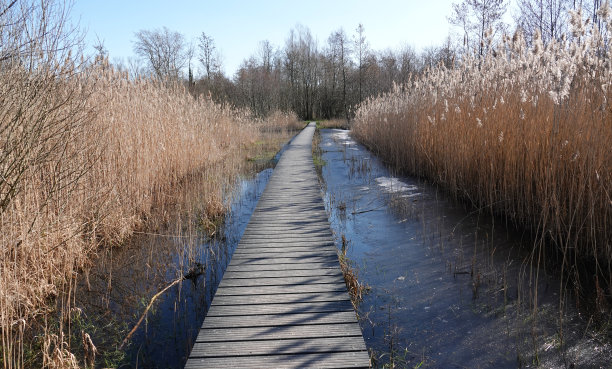 冬天浅湖上的木板路图片下载