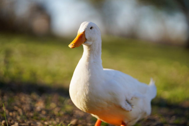 白鹅在田里图片下载