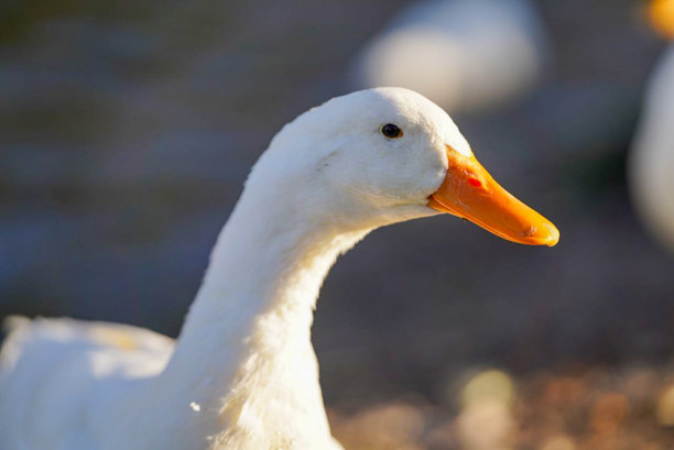 自然田野里的白鹅肖像图片下载