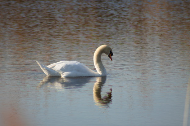 特写白天鹅漂浮在涟漪湖与反射图片下载