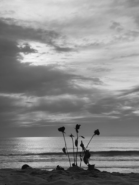 海滩上的玫瑰图片下载