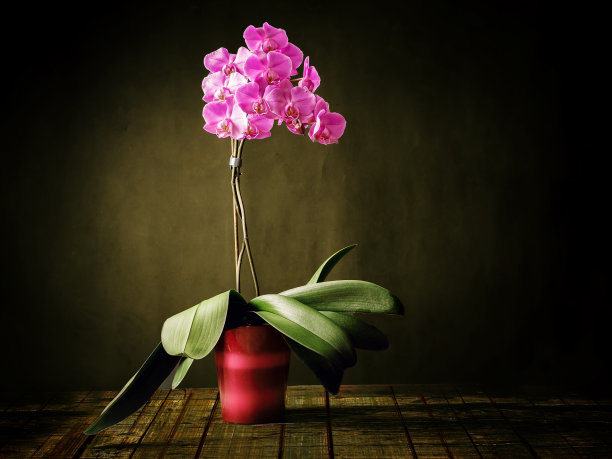 古色古香的静物，木桌上有一朵盛开的兰花。图片下载