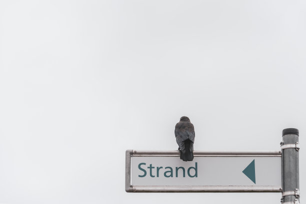 在灰色多云的天空下，一只乌鸦栖息在通往海滩的指示牌上图片下载