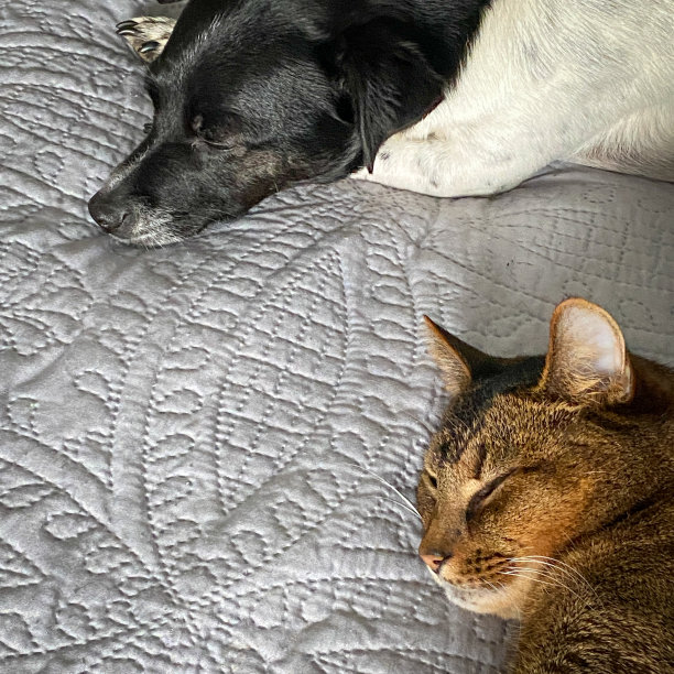 一只狗和一只猫在睡觉图片下载