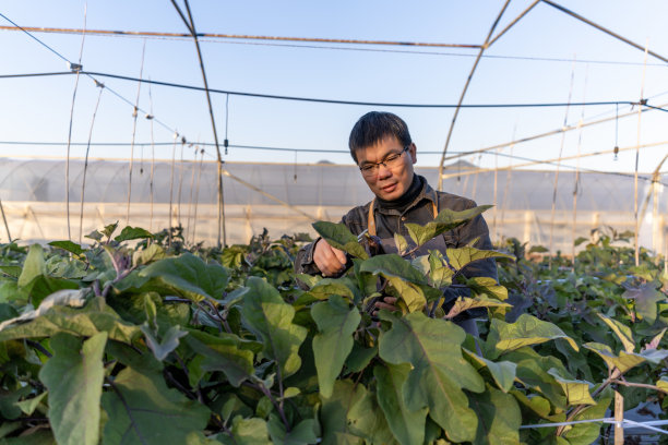 一个男农民正在种植园里收获茄子图片下载
