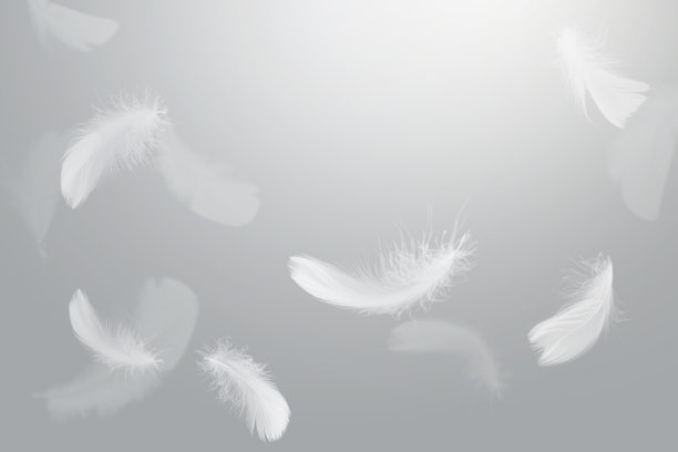 白鸟的羽毛落在天空。天上飘着羽毛图片下载