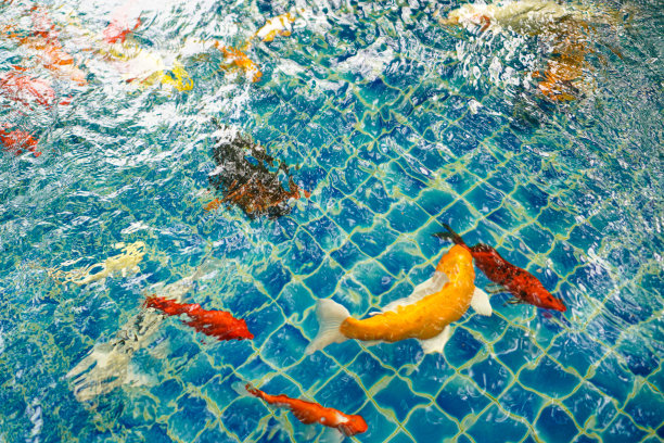 图为打开氧气循环系统的鱼池中，一条巨大的彩色锦鲤在游动。图片下载