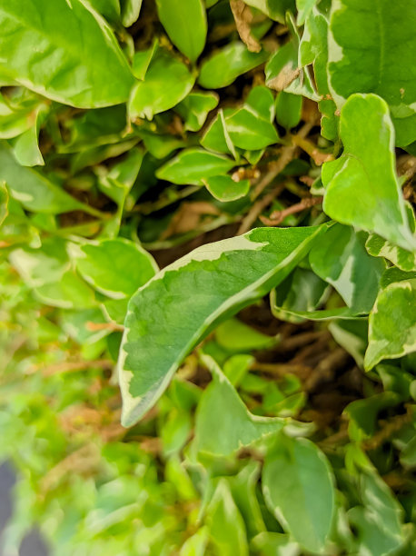 常绿观赏灌木的肖像图片下载