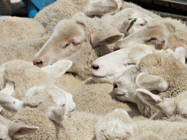 动物运输中的绵羊图片下载