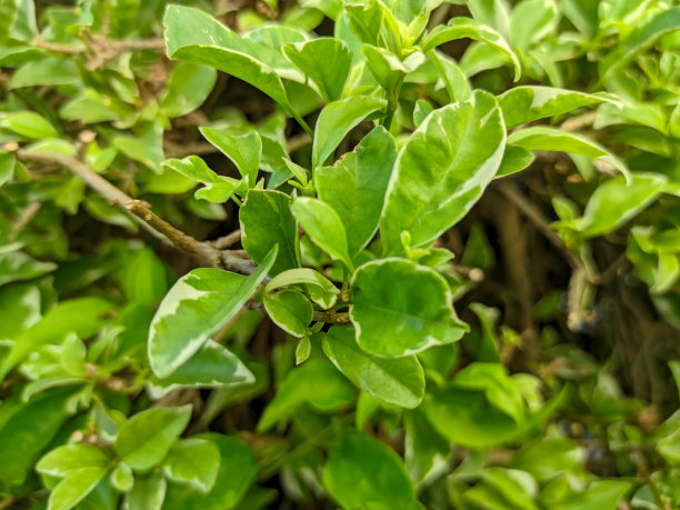 常绿观赏灌木的肖像图片下载