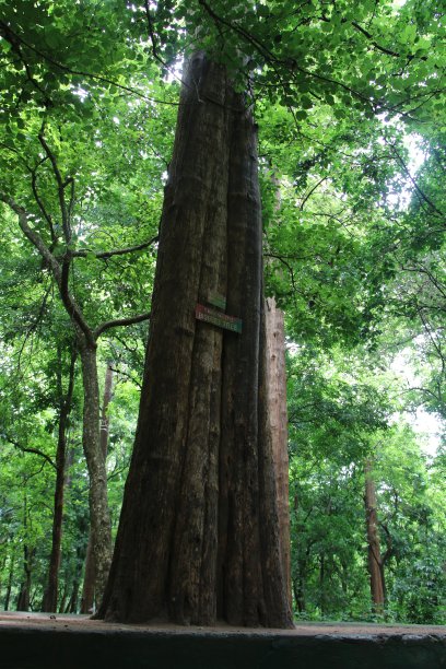 大柚木图片下载