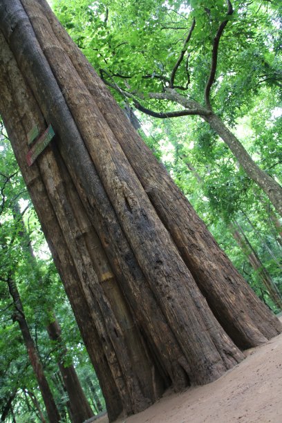 大柚木图片下载