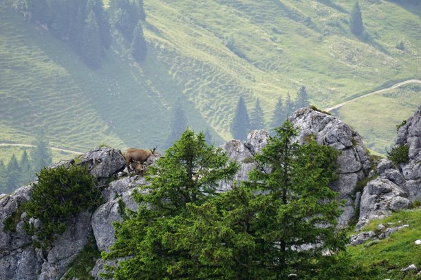 卡普拉是哺乳动物山羊的一个属，由多达9个物种组成，包括马克羊和许多被称为野山羊的物种。家山羊(Capra hircus)是由野生山羊(Capra aegagrus)演变而来的驯化物种。图片下载