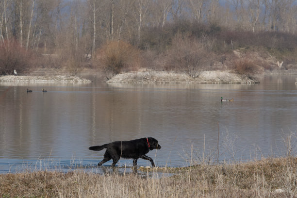 野外的猎狗图片下载