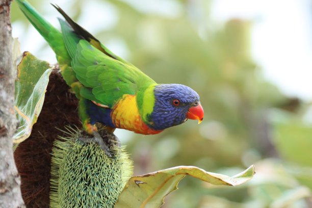 彩虹斑斓的鹦鹉喂鹦鹉图片下载