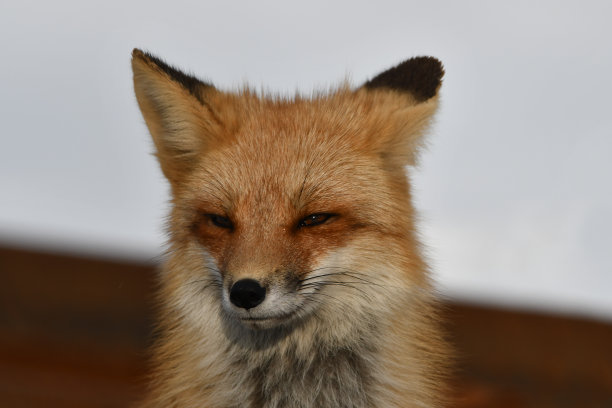 美国红狐的肖像图片下载