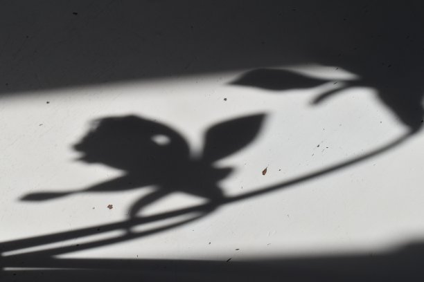 春天白色桌子上的影子装饰。图片下载