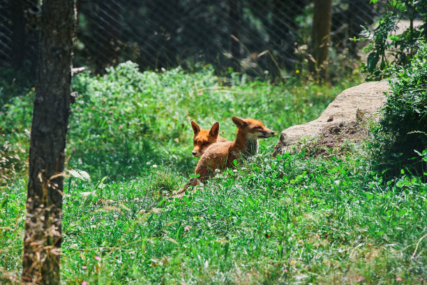 福克斯夫妇图片下载