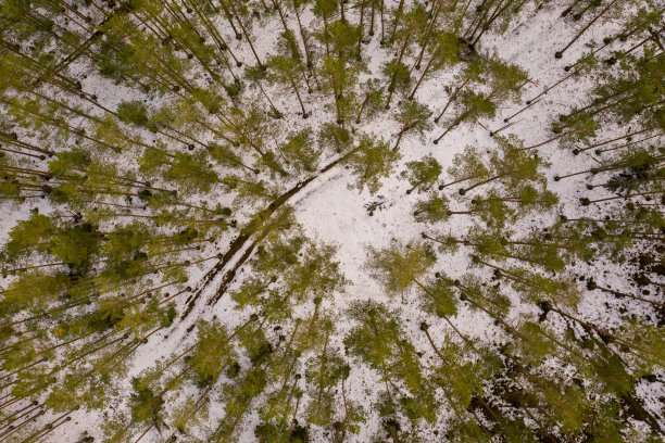 冬季森林景观与道路无人机摄影图片下载