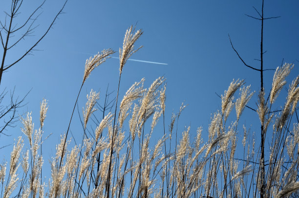 有观赏草的花坛从秋天到冬天都很有吸引力，这要归功于干燥的花和叶子。与捕蝇蝇和红叶相结合，我的植物形成了鲜明的对比图片下载