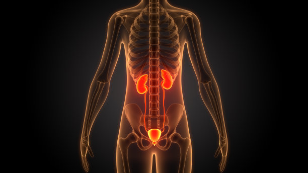 人体泌尿系统肾脏与膀胱解剖图片下载