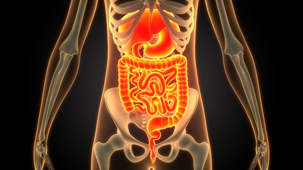 人体消化系统解剖图片下载