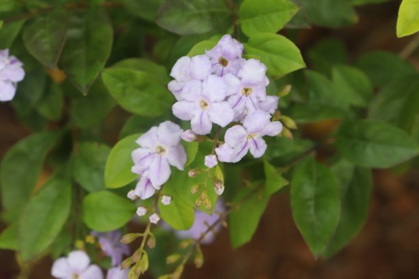 科斯塔茉莉花是紫色的图片下载