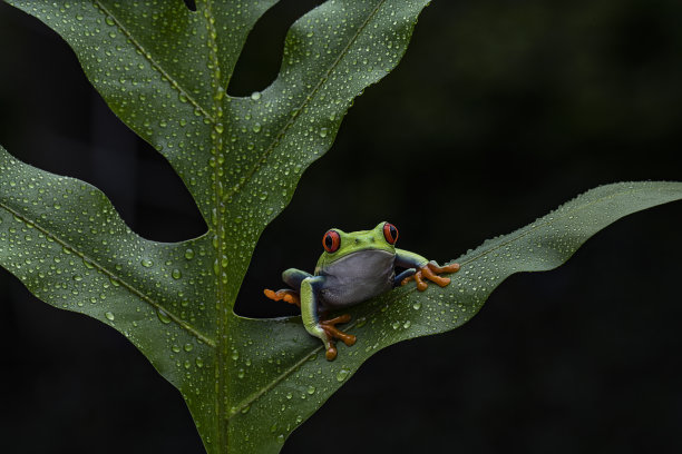 树叶上的青蛙图片下载