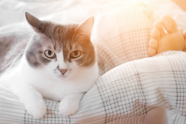 漂亮的灰猫躺在女主人脚边的床上。照顾和修饰宠物。舒适的气氛。生活方式的摄影。图片下载