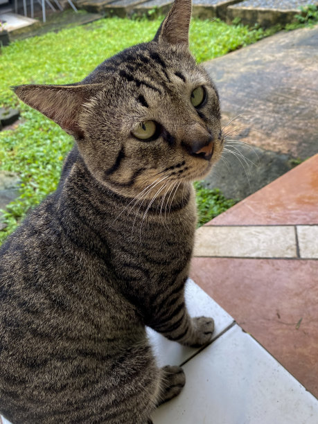 雄壮的家猫，身上有黑色的条纹。图片下载