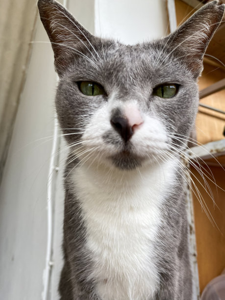 一只灰猫被照相机惹恼了。图片下载