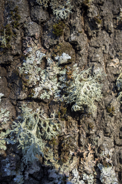 树皮上的绿色地衣垂直共生图片下载