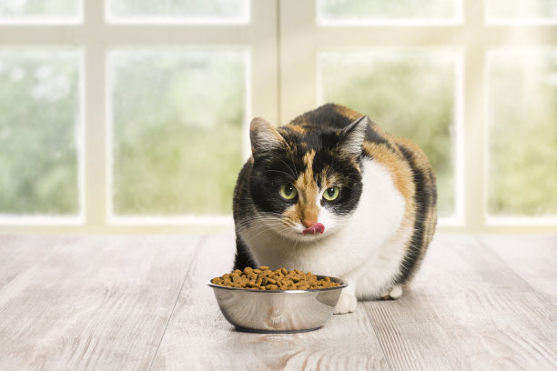 在家放松的家猫图片下载