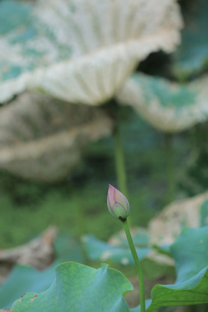 a莲花和莲花植物图片下载