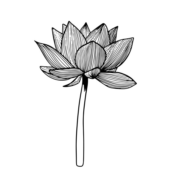 荷花手绘素描涂鸦黑色插图孤立在白色背景图片下载