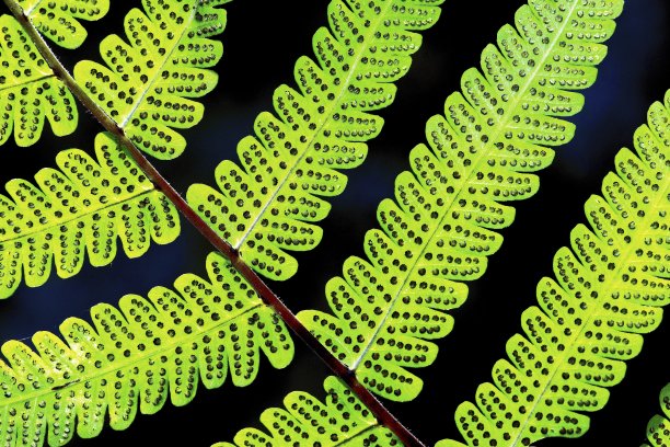 封闭绿蕨叶。图片下载