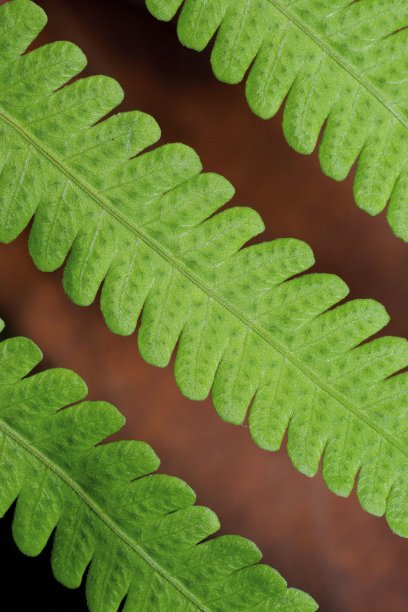 封闭绿蕨叶。图片下载