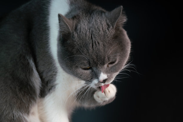 英国短毛猫工作室拍摄图片下载