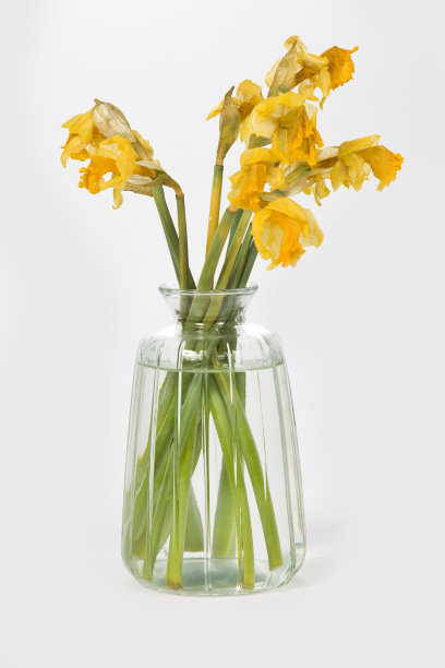 花瓶里的死水仙花图片下载