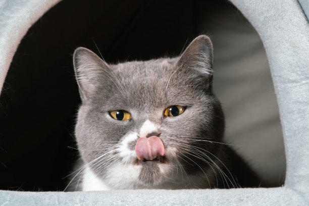 英国短毛猫工作室拍摄图片下载