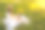 愉快的红头发妇女在草帽使用笔记本电脑坐在绿色的草地在夏季公园。漂亮的女士购物或在社交网络上在线聊天。图片下载
