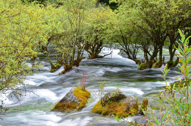 中国九寨沟国家公园的溪流和树木的长曝光镜头。图片下载