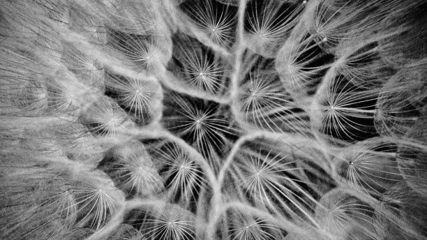 蒲公英的黑白细节图片下载