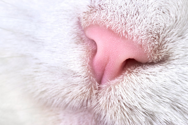一只可爱的猫鼻子的特写照片。图片下载