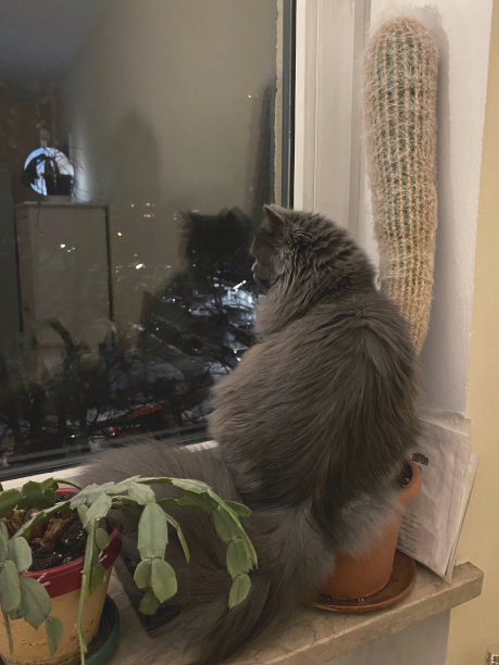 一只波斯猫和仙人掌坐在花盆里。图片下载