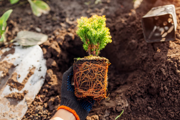 在春季花园的土壤中种植夹竹桃。球形常绿灌木，具有健康的根系图片下载
