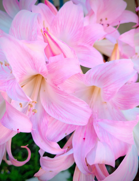 阿玛莉莉斯颠茄图片下载