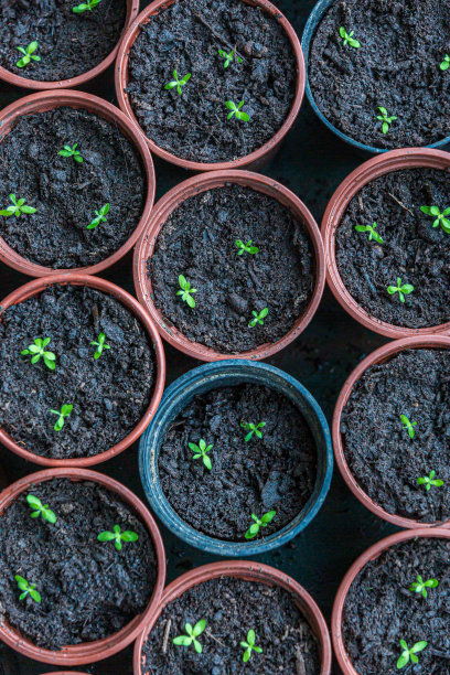 低头看着花盆里冒出的幼苗图片下载