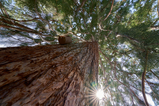 红木树(惠灵顿，Bergmammutbaum)。有大树干和许多绿色树枝的大型纪念性植物。鸟屋在树皮上。海星。视图。图片下载