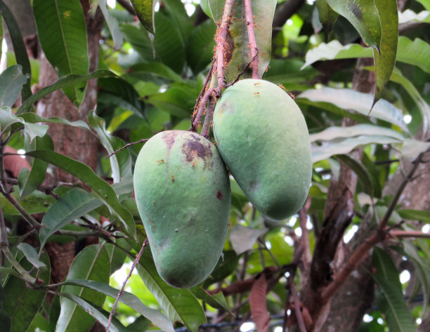 树上有两个未成熟的芒果。热带水果。图片下载